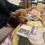 Hunde dürfen im center4 auch mitspielen